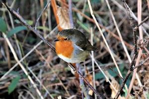 A view of a Robin photo