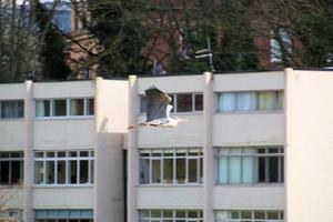 A view of a Heron photo