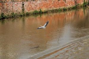 A view of a Heron photo