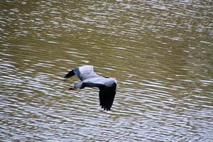 A view of a Heron photo