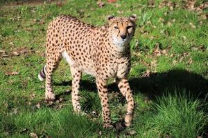 A view of a Cheetah photo