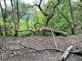 A view of the Cheshire Countryside at Peckforton photo