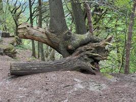 una vista de la campiña de cheshire en peckforton foto