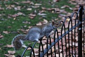 A view of a Grey Squirrel photo
