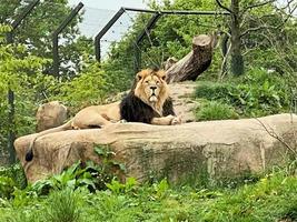 una vista de un león africano foto