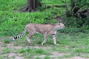 A view of a Cheetah photo