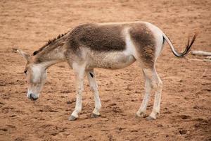 A view of a Wild Horse photo