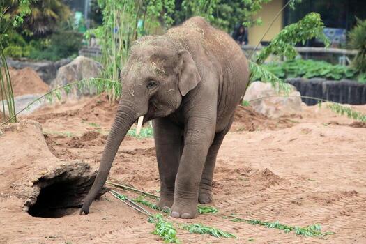 A view of an Elephant photo
