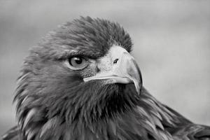 una vista de un águila real foto