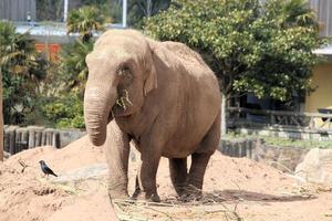 A view of an Elephant photo