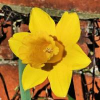 A view of a Dafodil photo