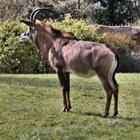 A view of an Antelope photo