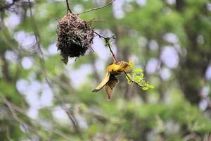 A view of a Weaver Bird photo