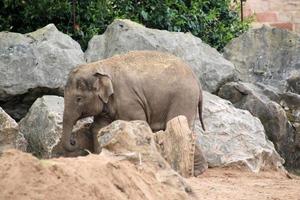 A view of an Elephant photo