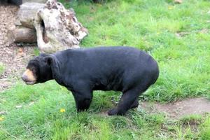 A view of a Bear photo