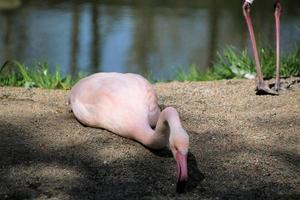 A view of a Flamingo photo