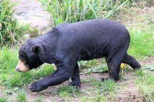 A view of a Bear photo