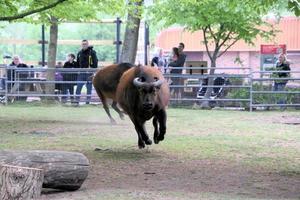 A view of a Buffalo photo