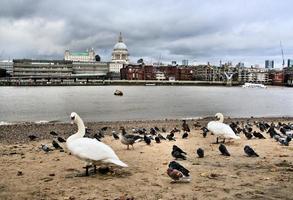 A view of St Pauls Cathedral across the river thames with birds in the foreground photo