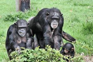 una vista de algunos chimpancés foto