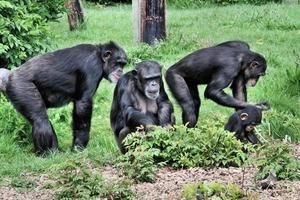 una vista de algunos chimpancés foto