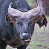 una vista de un búfalo foto