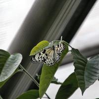 A view of a Butterfly photo