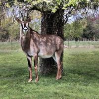 A view of an Antelope photo