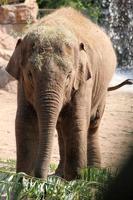 A view of an Elephant photo