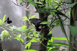 A view of a Buterfly photo