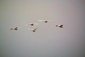 A view of a Whooper Swan at Martin Mere Nature Reserve photo