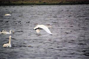 A view of a Whooper Swan at Martin Mere Nature Reserve photo