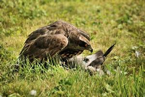 A view of a Goshawk photo