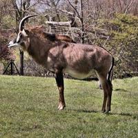 A view of an Antelope photo