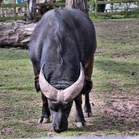 A view of a Buffalo photo