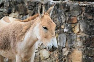 A view of a Wild Horse photo