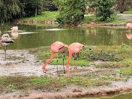 A view of a Flamingo photo