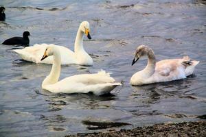 A view of a Whooper Swan at Martin Mere Nature Reserve photo