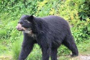 A view of a Bear photo