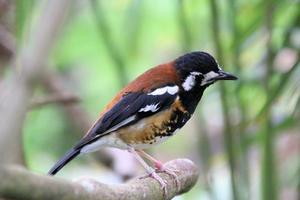 A view of a Bird in a tree photo