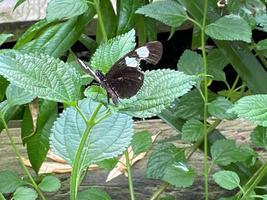 una vista de una mariposa foto