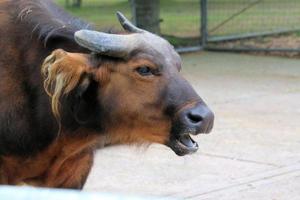 A view of a Buffalo photo