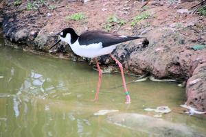 A view of a Black Winged Stilt photo