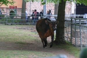 una vista de un búfalo foto