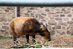 A view of a Buffalo photo