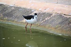 A view of a Black Winged Stilt photo