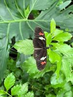 una vista de una mariposa foto