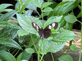 A view of a Buterfly photo