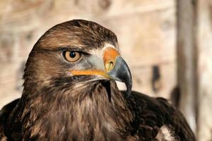 una vista de un águila real foto