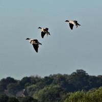 A view of a Pink Footed Goose photo